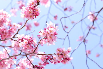 陽光桜