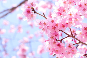 陽光桜