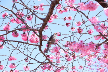 陽光桜にとまるヒヨドリ