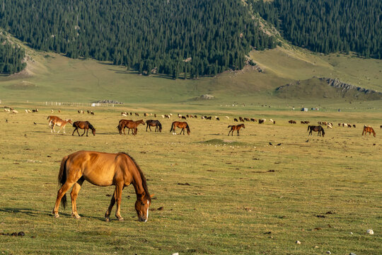 Beautiful brown and black horses eating grass and grazing in a meadow and green field. The herd of horses is grazed on a summer green meadow