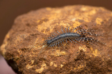 House centipede, Scutigera coleoptrata, Satara, Maharashtra, India
