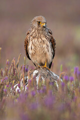 Female  common kestrel, Falco tinnunculus, Satara, Maharashtra, India 