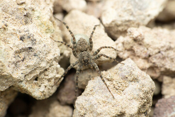 Wolf spider , Hippasa species, Satara, Maharashtra, India