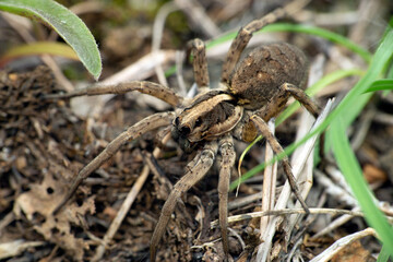 Wolf spider , lycosa species, satara Maharashtra India