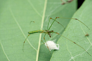 Green long jaw spider , Tetragnatha species, Satara, Maharashtra, India