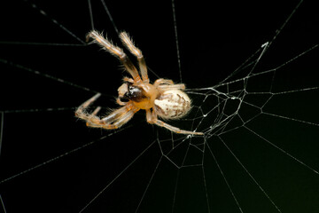 Asian long jawed orb weaver spider , Guizygiella species, Satara, Maharashtra, India