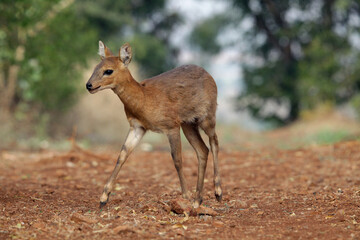 Indian muntjac , Muntiacus muntjak, Satara, Maharashtra, India 