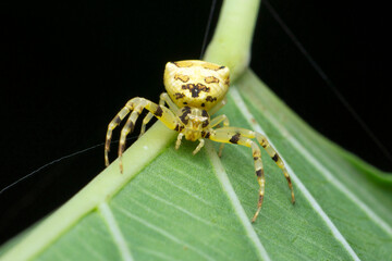 Yellow crab spider, Thomisus species, Satara, Maharashtra, India