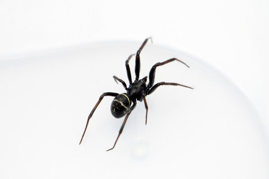 False black widow spider , Steatoda species, Satara, Maharashtra, India