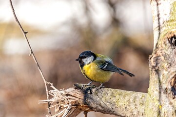 Bird tit sitting on a birch branch