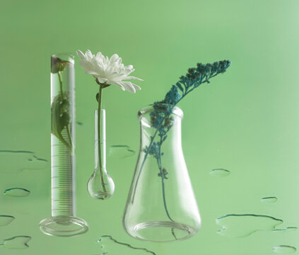 Blue plant in glass test tube in laboratory on grey background. Close up
