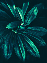 Obraz premium tropical leaves and dark nature background
