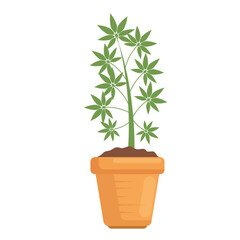 cannabis houseplant in pot