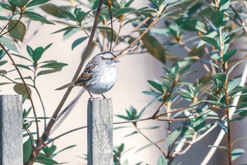 backyard birds around bird feeder