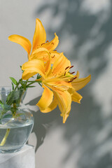 Yellow lily in vase striped with sunlight and shadow through tree leaves, reflected on wall.