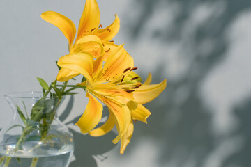 Yellow lily in vase striped with sunlight and shadow through tree leaves, reflected on wall. Copy space.