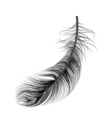 Obraz premium Feather Dark Realistic Composition