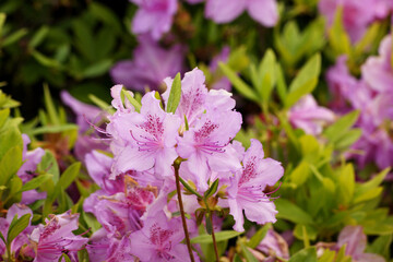 pink royal azaleas were in full bloom.
