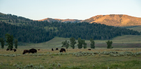 Bison graze in Lamar Valleyat Yellowstone National - Powered by Adobe