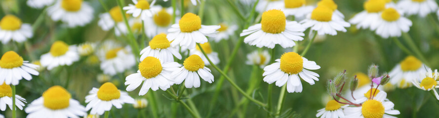Flower Banner. Chamomile flower field. Chamomile in nature. Field of daisies on a sunny day in nature. Daisy chamomile flowers on a summer day. Chamomile flowers field wide background in sunlight