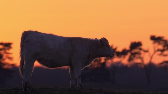 White calf on a cold night after sunset.