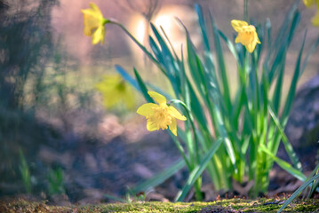 Narcissus blooming in nature near a tree