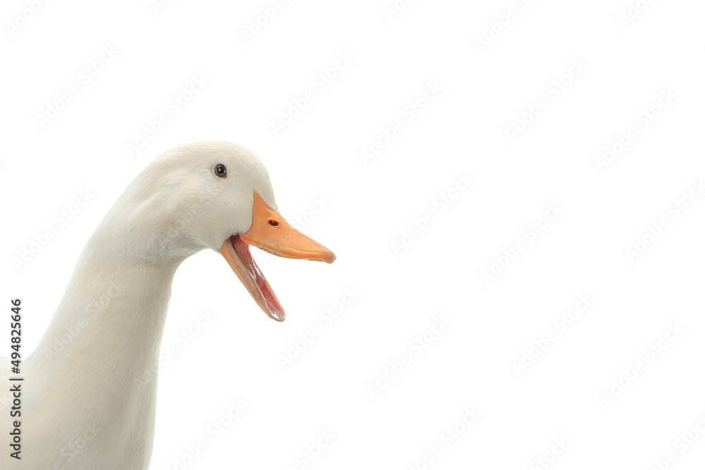 Sticker portrait duck on a white background