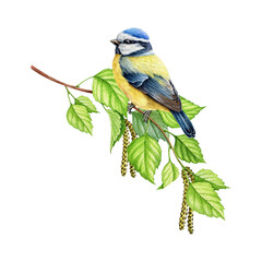 Forest small bird on a birch tree branch. Watercolor illustration. Blue-tit bird perched on a spring lush tree branch with green leaves and catkins. Beautiful nature illustration © anitapol