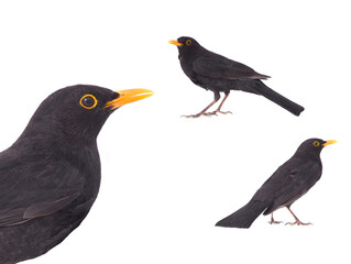 blackbird (Turdus merula) isolated on a white background