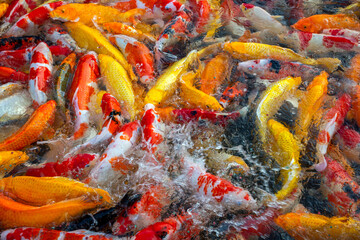 Colorful koi fish in the pond.