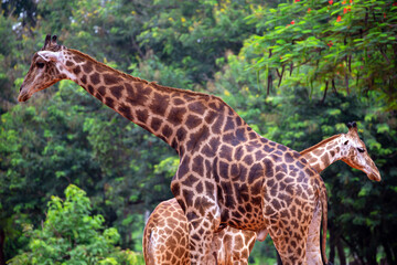 giraffe family resting in natural forest