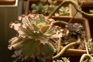 Echeveria succulent. Plant varieties. Beautiful plants in pots.