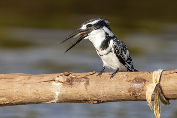 Ein freigestellter Graufischer frisst in der Seitenansicht einen Fisch