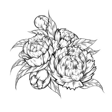 Vector monochrome sketch illustration of peony flowers with foliage. Contour ink Image of natural floral bouquet with hatching isolated from background. Botany clipart with bush for sticker and card