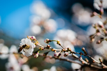 Bee on a cherry blossom