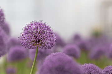 Allium gladiator blooming in the garden
