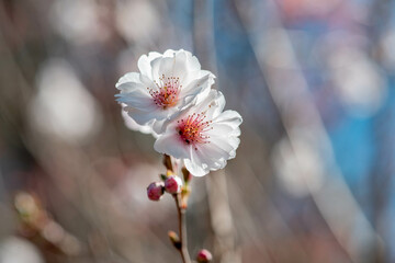 Cherry blossom spring time