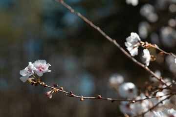 Cherry Blossoms spring