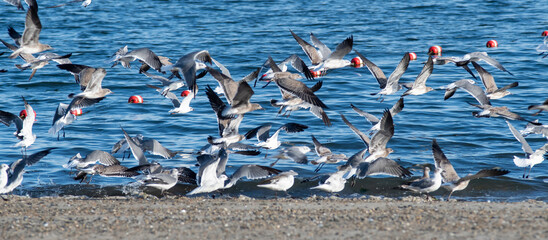 large flock of seagulls on the beach in rhode island - obrazy, fototapety, plakaty
