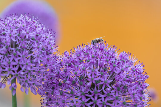 Bee Sitting On Allium Gladiator