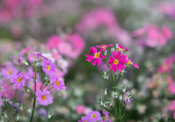 flowers blooming in the indoor garden