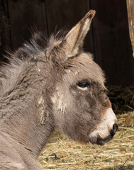 Fototapeta premium Esel