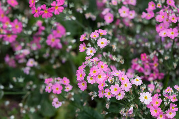 Fototapeta premium flowers blooming in the indoor garden