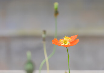 flowers blooming in the indoor garden