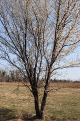 Fototapeta premium Prunus spinosa tree in bloom on springtime. Blackthorn tree with beautiful white flowers on a sunny day