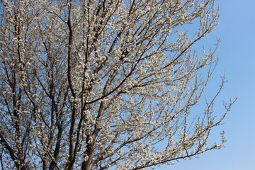 Prunus spinosa tree in bloom on springtime. Blackthorn tree with beautiful white flowers on a sunny day