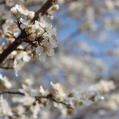 Prunus spinosa branches in bloom on springtime. Blackthorn tree with beautiful white flowers on a...