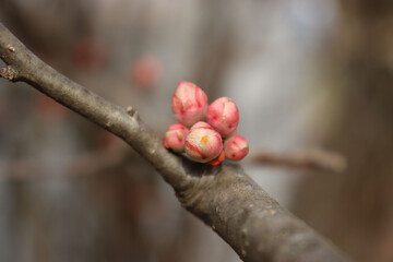 Close-up of Cydonia or Chaenomeles japonica bush withl pink blossoms. Japanese quince in bloom on early springtime