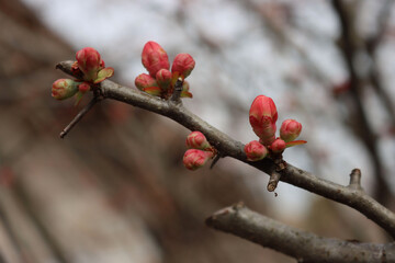 Close-up of Cydonia or Chaenomeles japonica bush withl pink blossoms. Japanese quince in bloom on early springtime