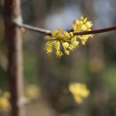 Close-up of Cornelian cherry dogwood yellow flowers s on branch on selective focus. Cornus mas. Early springtime flowers